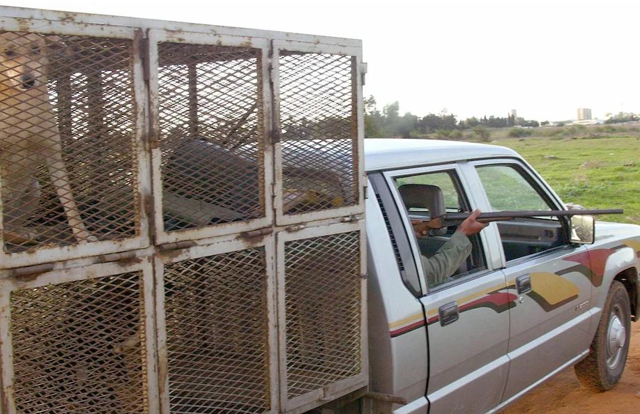 电讯报：为准备世杯赛，摩洛哥大规模捕杀流浪狗引发各界不满